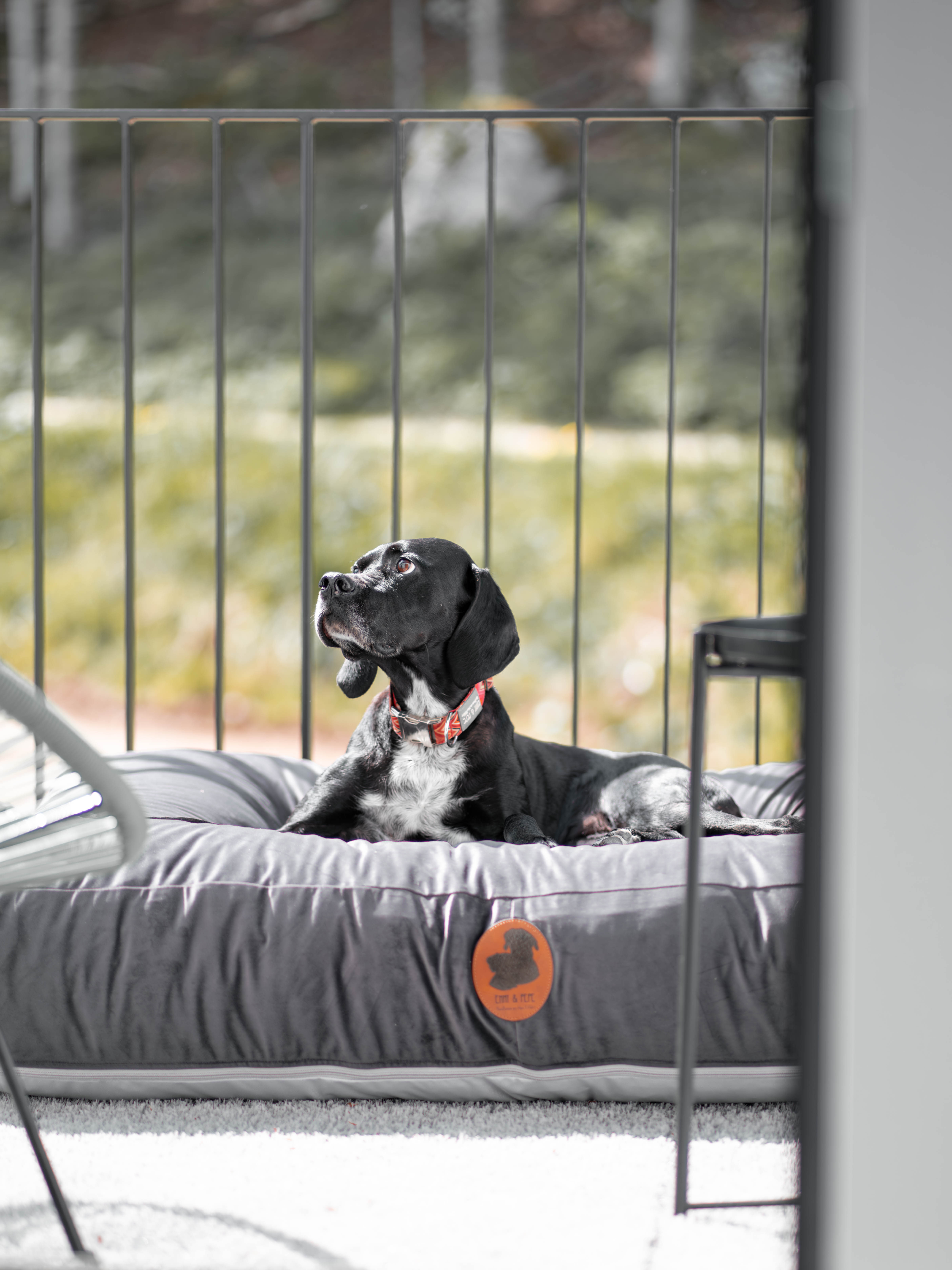 Hundefreundliches Apartmenthotel in Sinzing